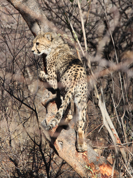 Cub in Tree